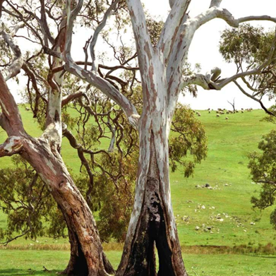 AUSTRALIAN DANCE THEATRE SOUTH AUSTRALIA 1973
